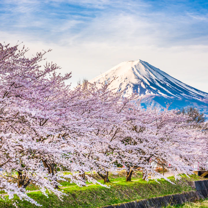 Spring's Season of Sakura: 10 Days of Japanese Cherry Blossoms