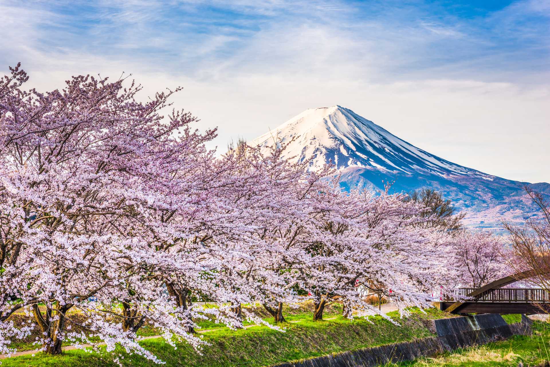 Spring's Season of Sakura: 10 Days of Japanese Cherry Blossoms