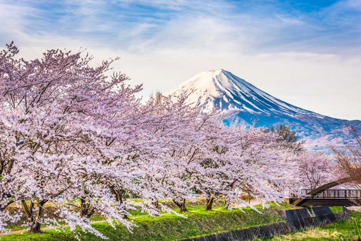 Spring's Season of Sakura: 10 Days of Japanese Cherry Blossoms