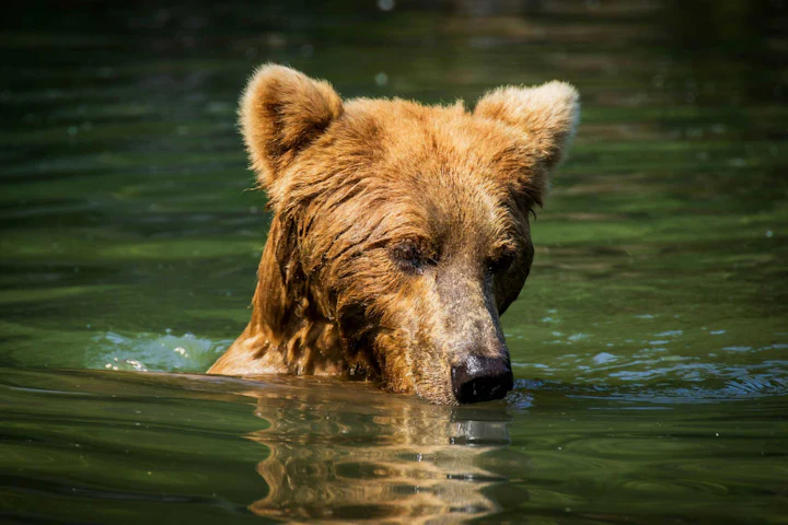 Alaska: Glimmering Glaciers, Brown Bears, and Fantastic Fjords