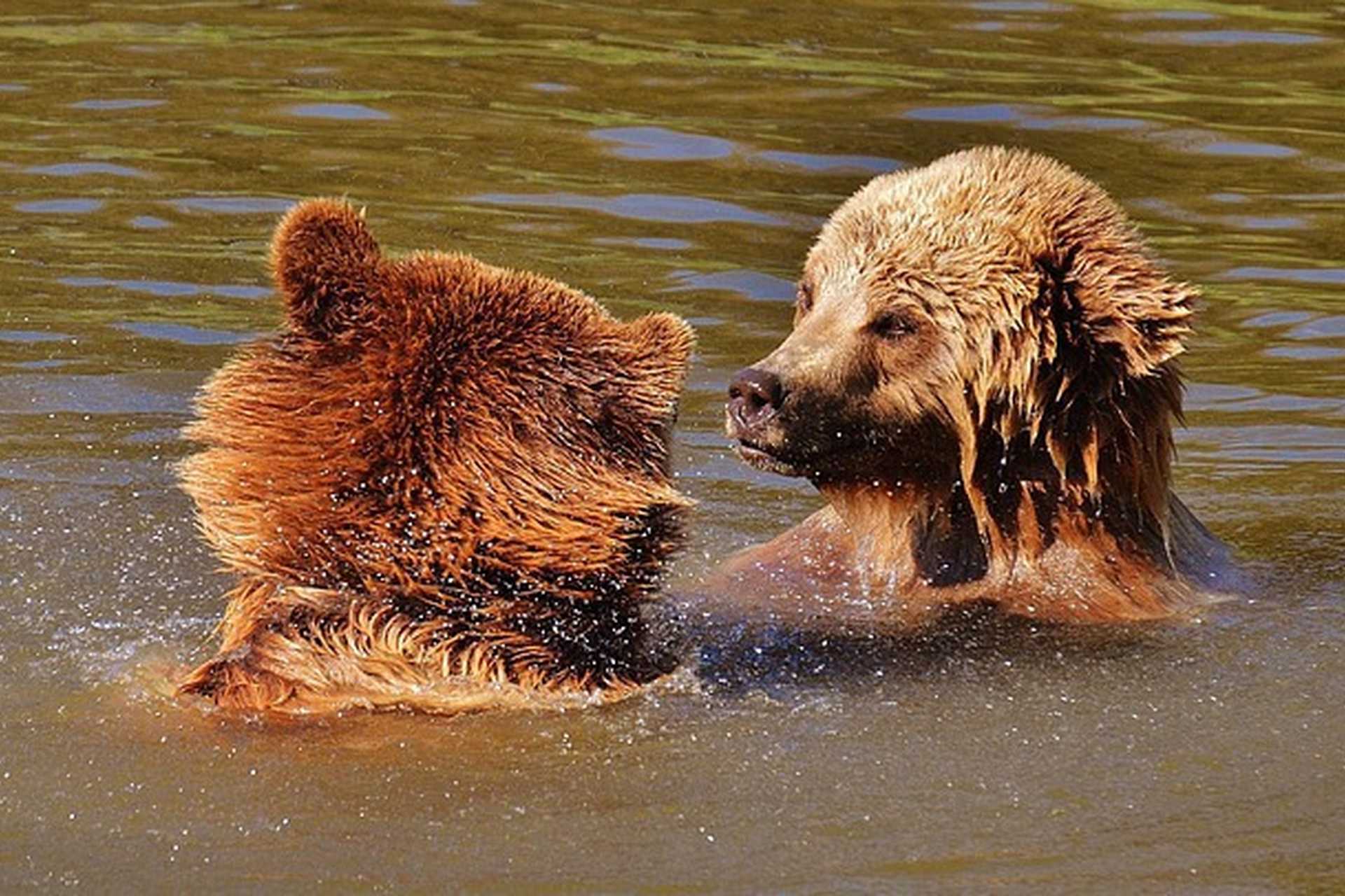 LakeClarkNationalParkBearViewing1.jpg
