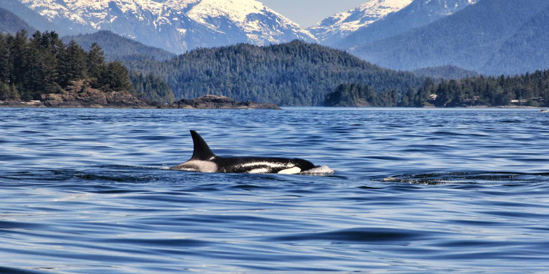 British Columbia’s Coastal Charm and Wilderness in 13 Days