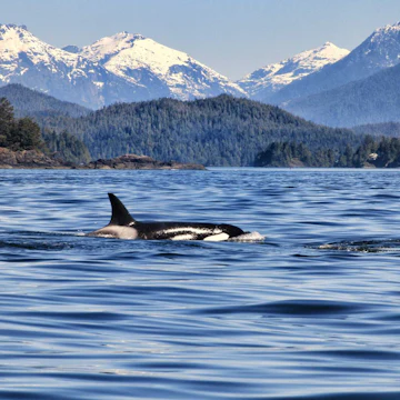 Vancouver Island’s Coastal Charm, Provincial Parks, and Wilderness Wildlife