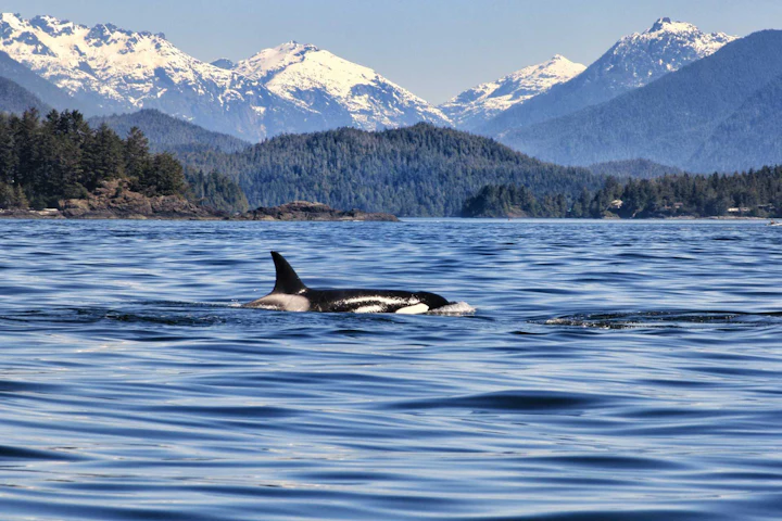 Vancouver Island’s Coastal Charm, Provincial Parks, and Wilderness Wildlife