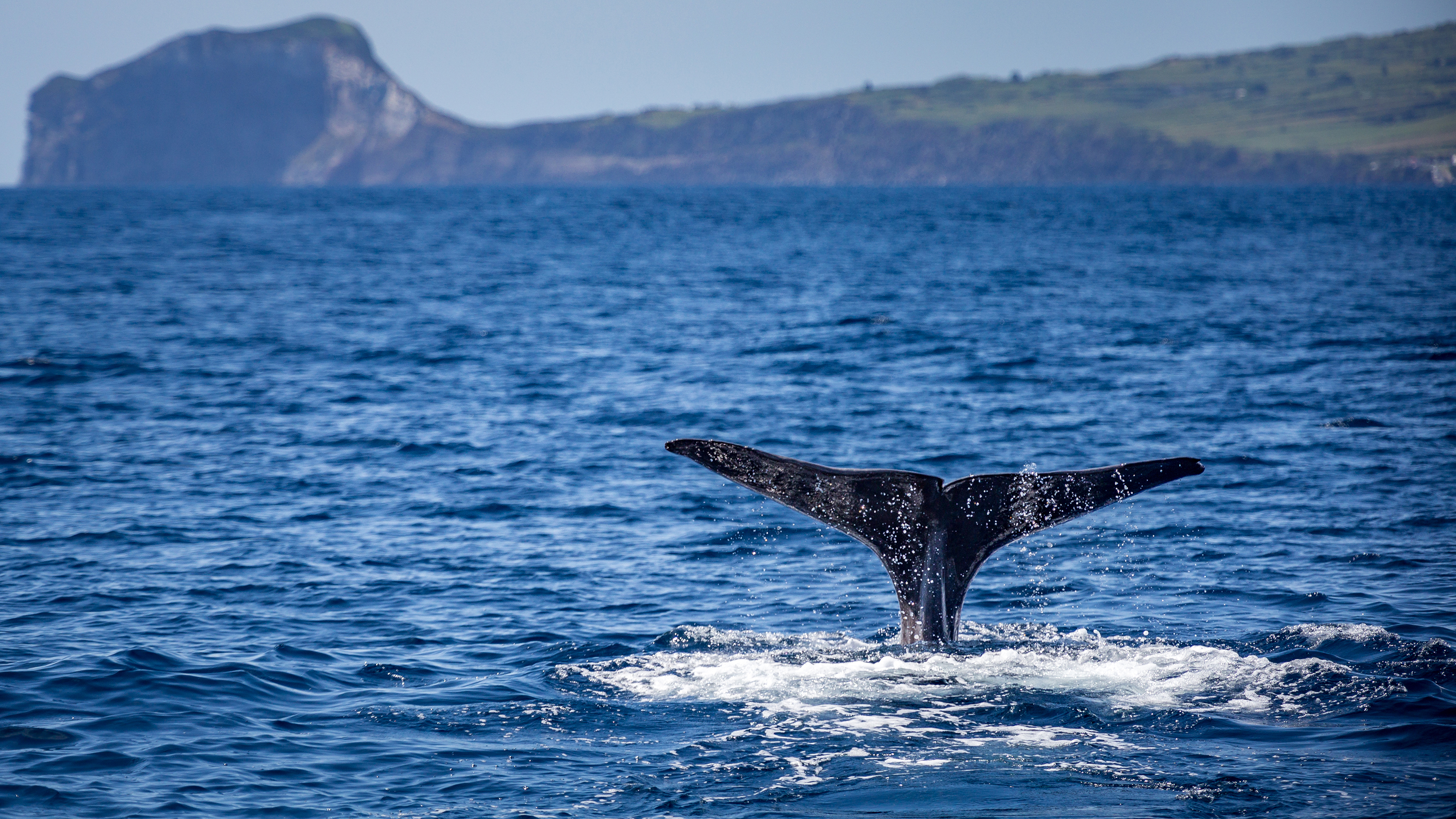 Portugal’s Azores: 9 Days of Whale Watching, Nature, and Culture