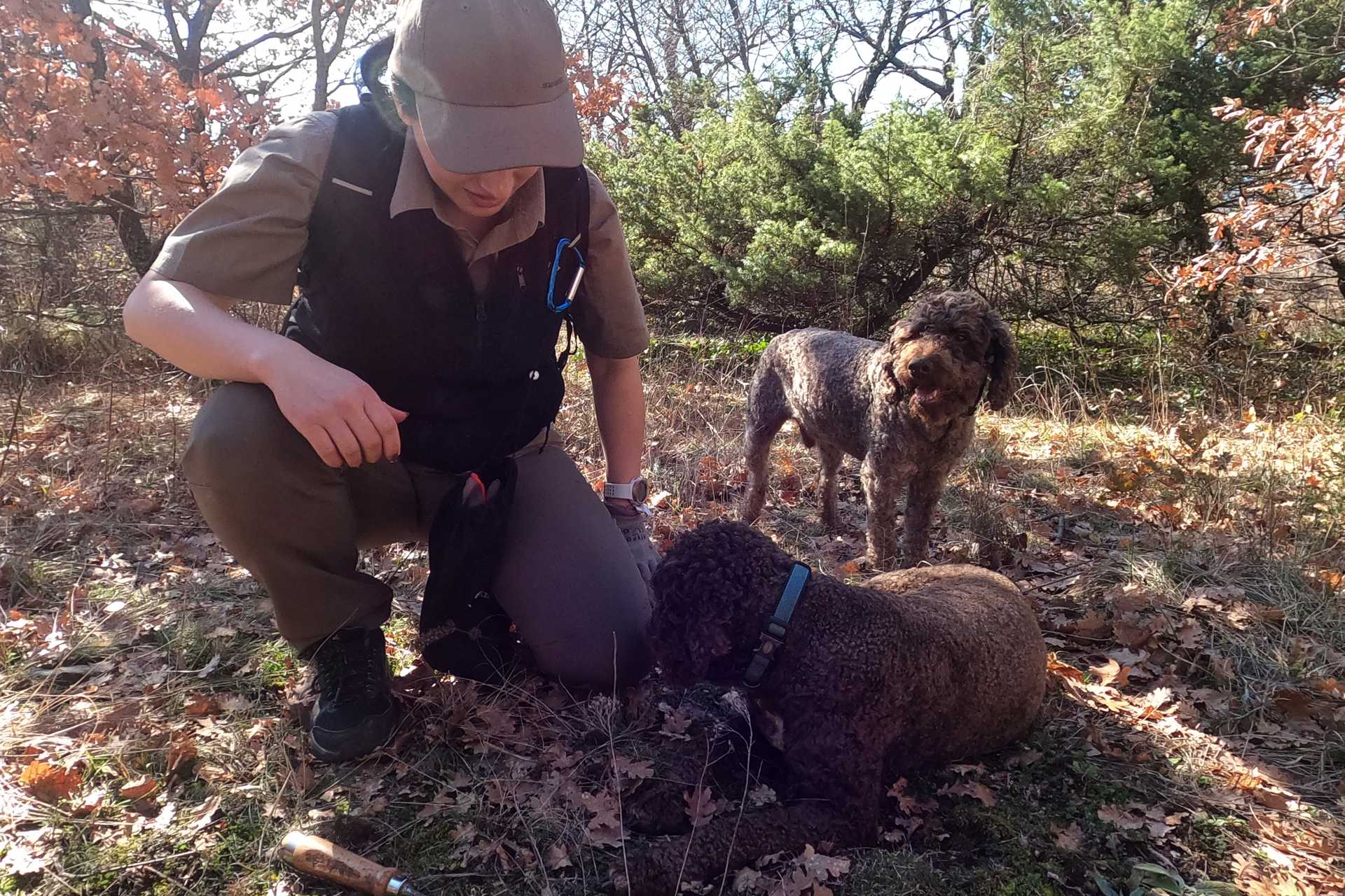 Truffle hunt Split