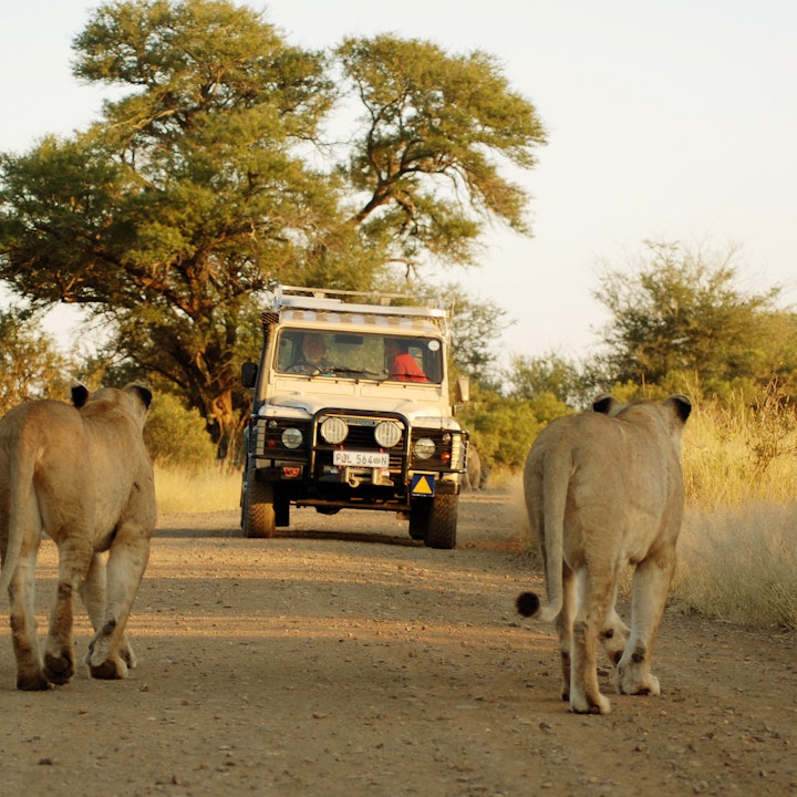 South Africa in 10 Days: Cape Town, Kruger & a Luxury Train Safari