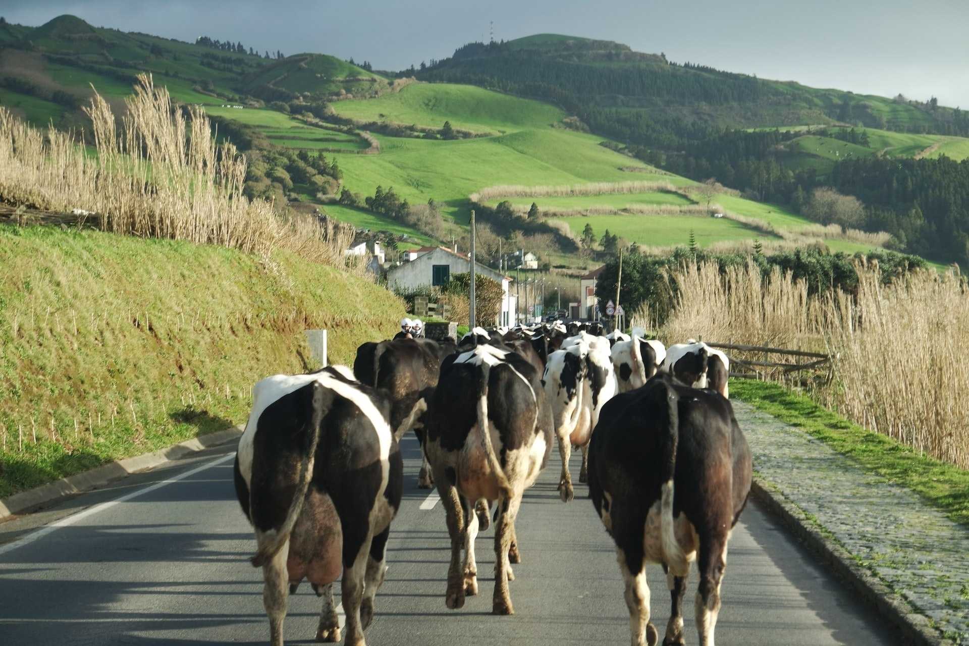 Portugal's Azores in 8 Days: Terceira to São Miguel