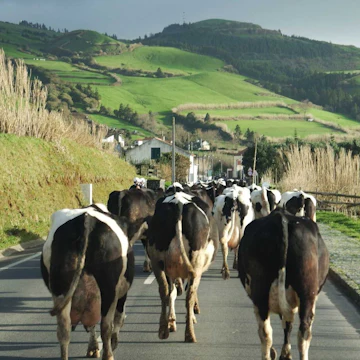 Portugal's Azores in 8 Days: Terceira to São Miguel