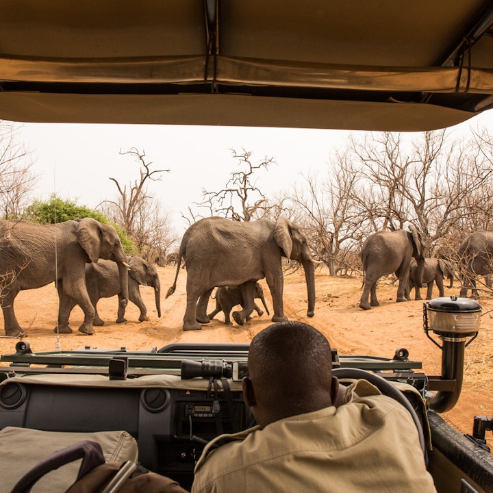 Southern Africa Safari Adventures: Zimbabwe and Botswana