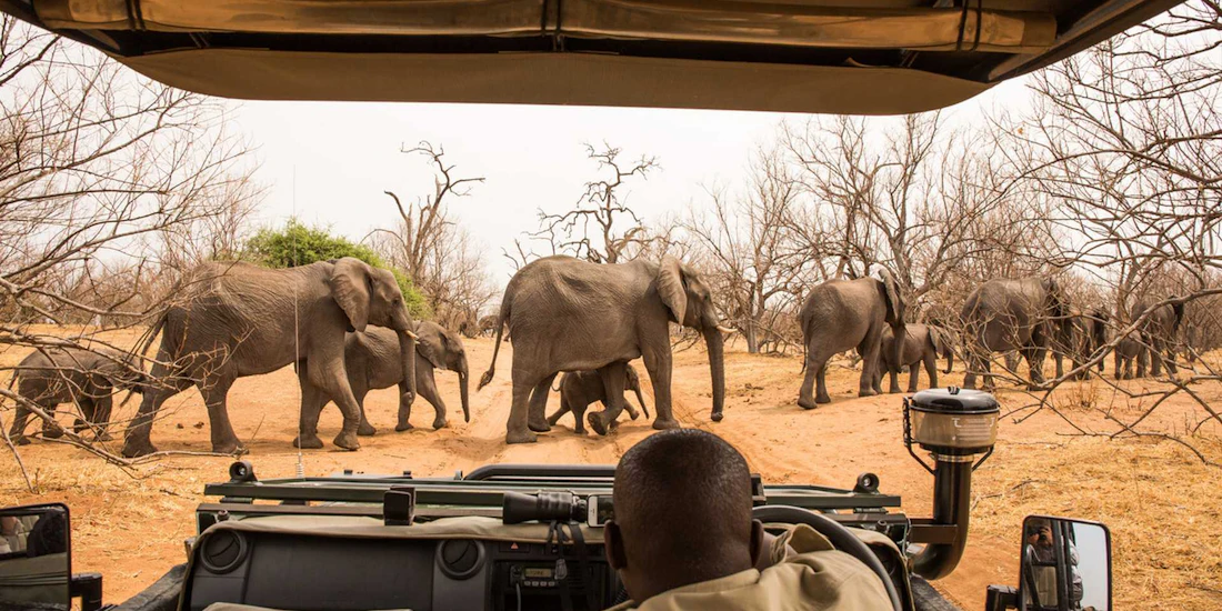 Southern Africa: 9-Day Safari in Botswana and Zimbabwe