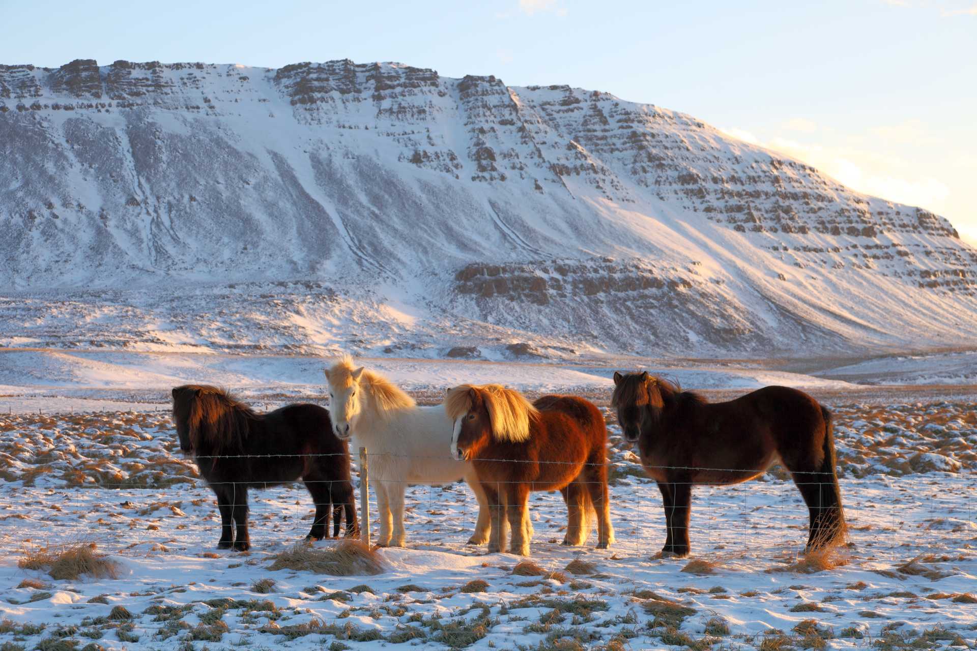 Horses - shutterstock_2412745009.jpg