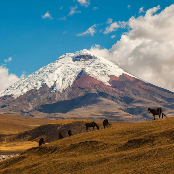 Amazon Adventures, Cotopaxi Cowboys, and Quito Culture: Ecuador in 10 Days