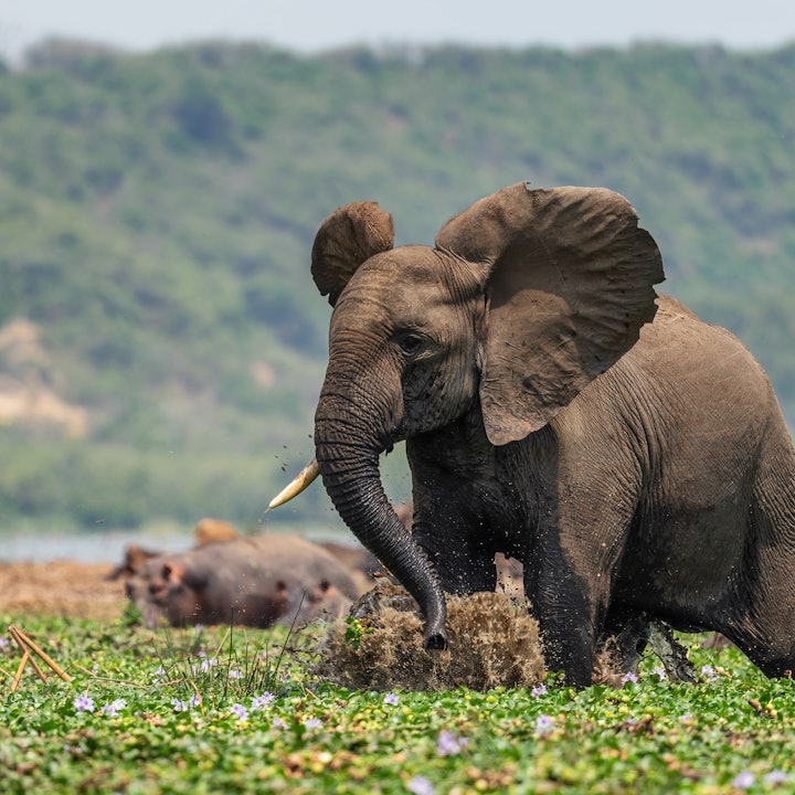 Southern Africa Safari Adventures: Zimbabwe and Botswana