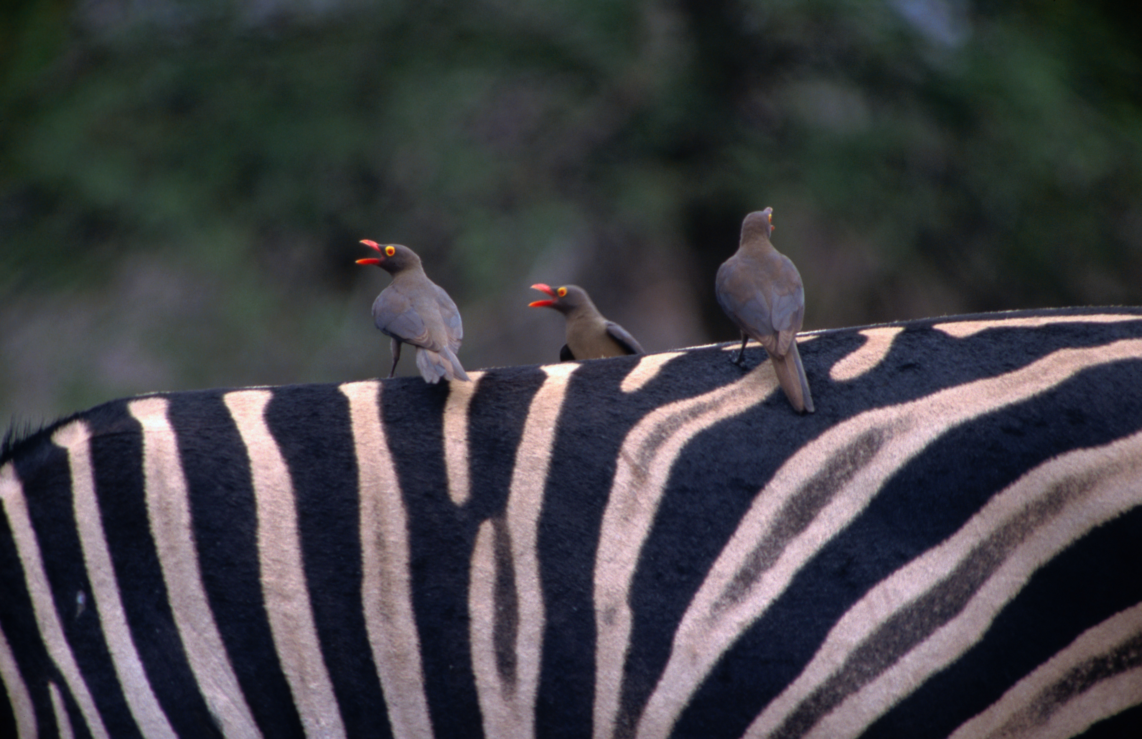 South Africa in 10 Days: Cape Town, Kruger & a Luxury Train Safari