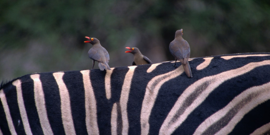 South Africa in 10 Days: Cape Town, Kruger & a Luxury Train Safari