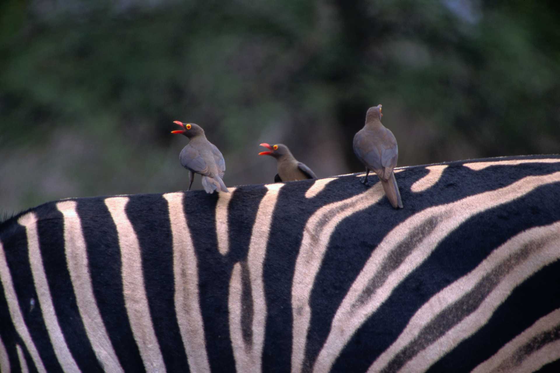 South Africa in 10 Days: Cape Town, Kruger & a Luxury Train Safari