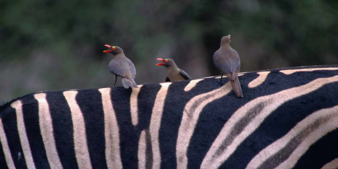 South Africa in 10 Days: Cape Town, Kruger & a Luxury Train Safari