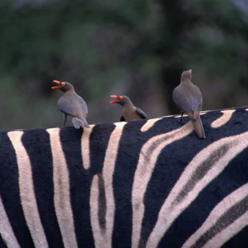 South Africa in 10 Days: Cape Town, Kruger & a Luxury Train Safari