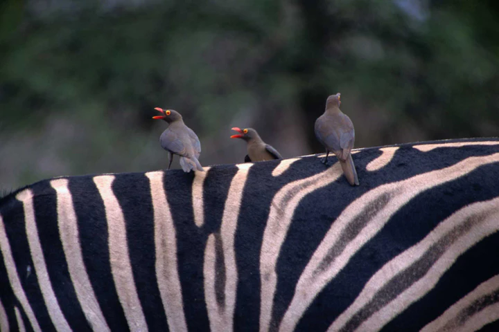 South Africa in 10 Days: Cape Town, Kruger & a Luxury Train Safari