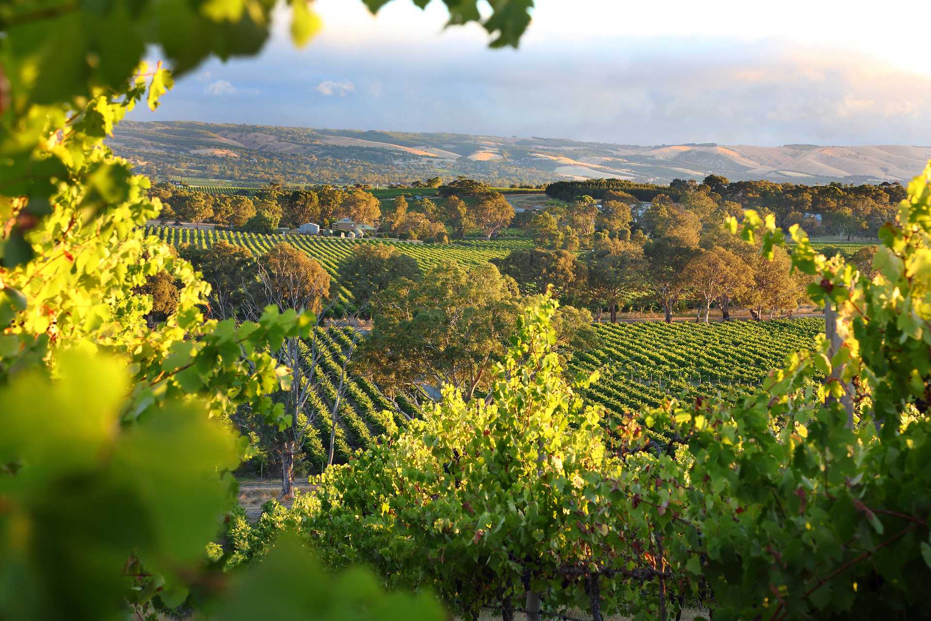 South Australia Snapshots: 10 Days in the Outback, Barossa, and Eyre Peninsula