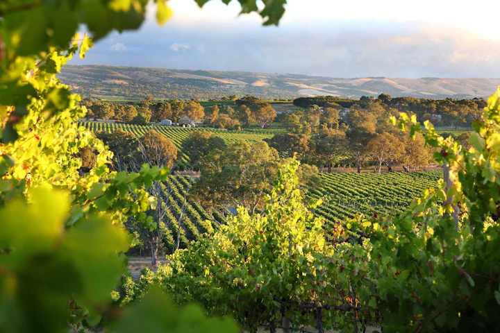 South Australia Snapshots: 10 Days in the Outback, Barossa, and Eyre Peninsula