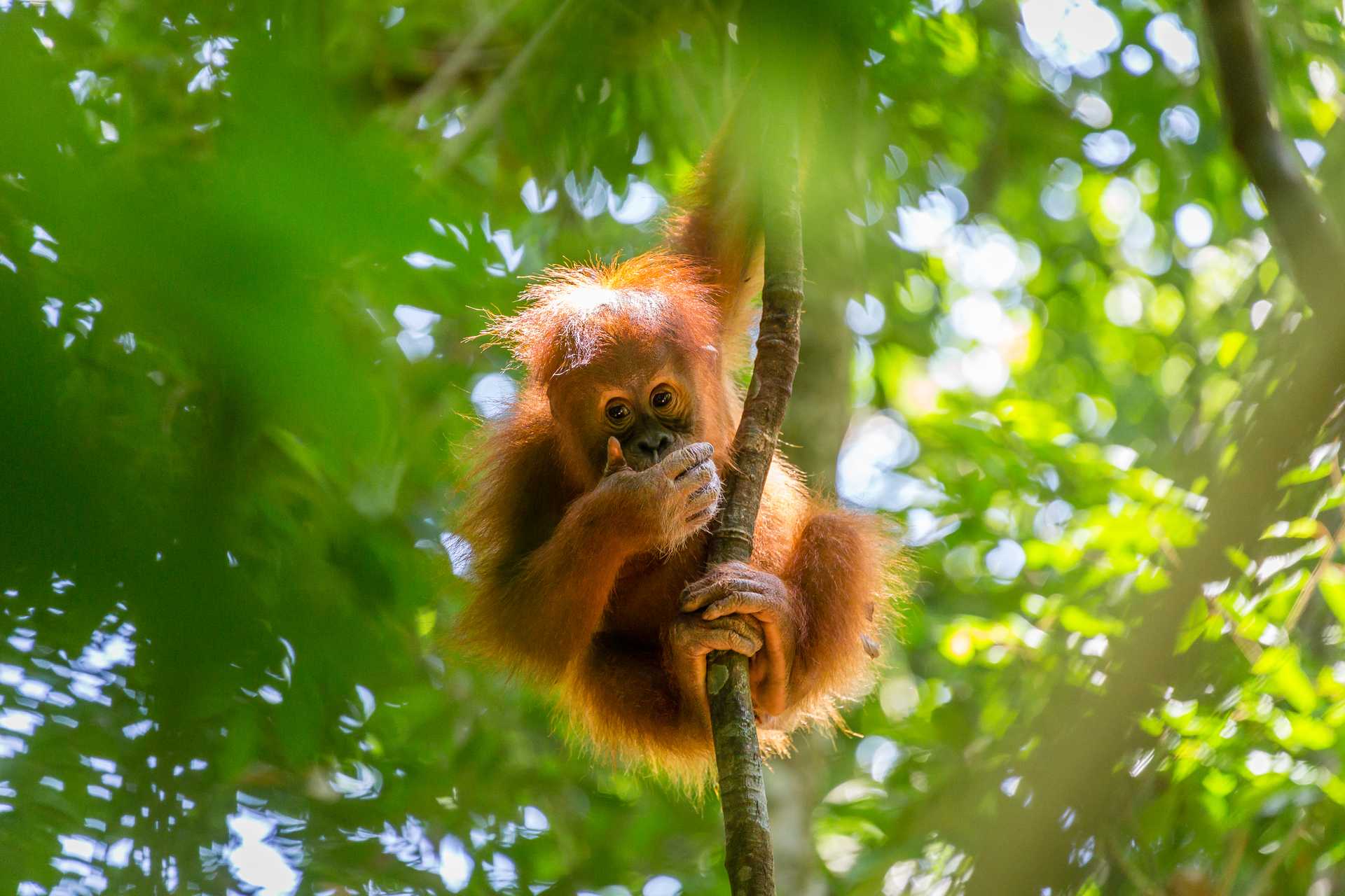 8 Days in North Sumatra: Indonesia Itinerary