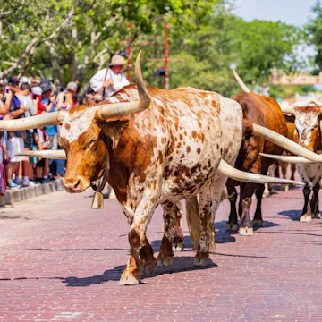 10 Days in Texas: Dallas to San Antonio