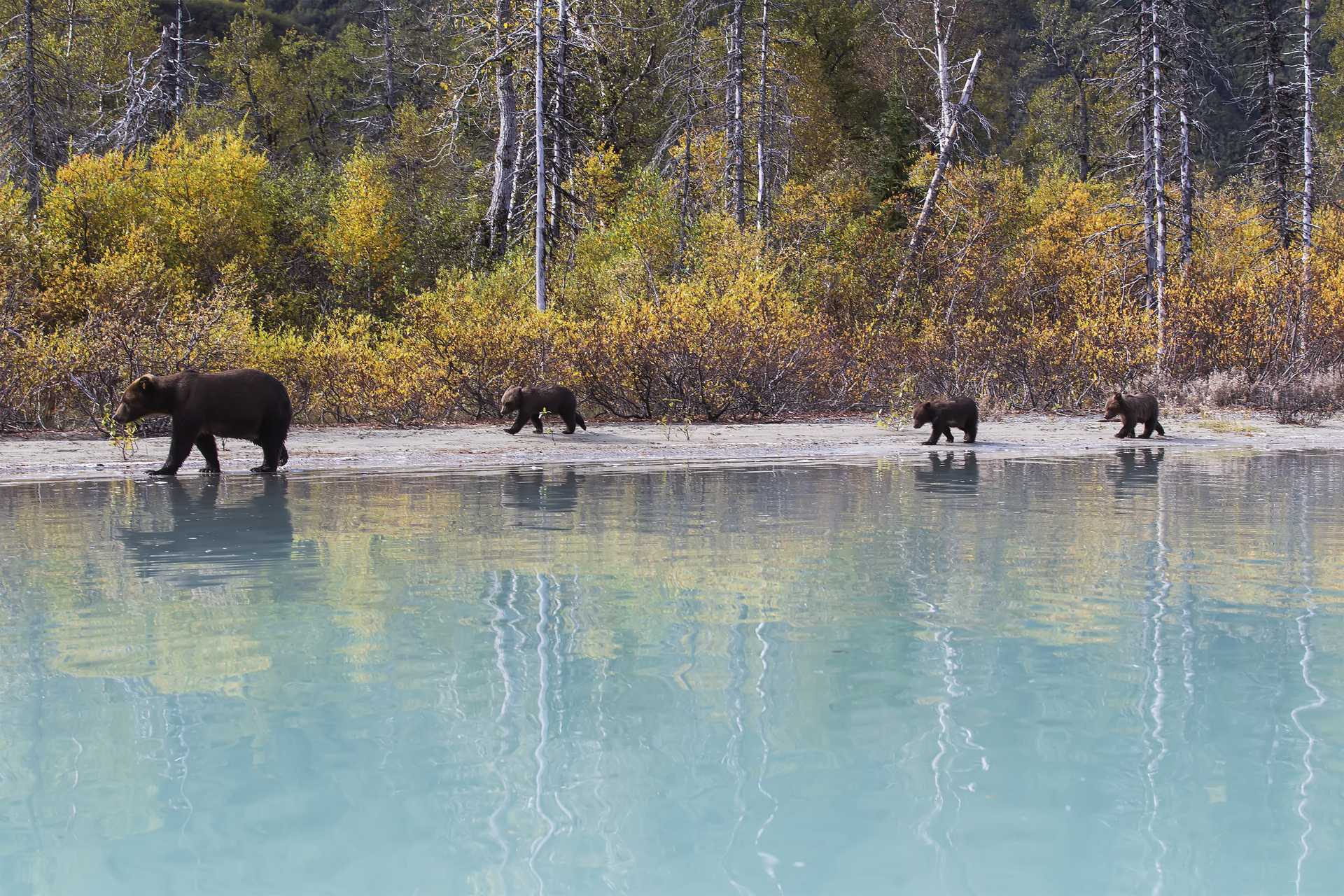 Day 3 -- please crop where the first two bears are visible.jpg