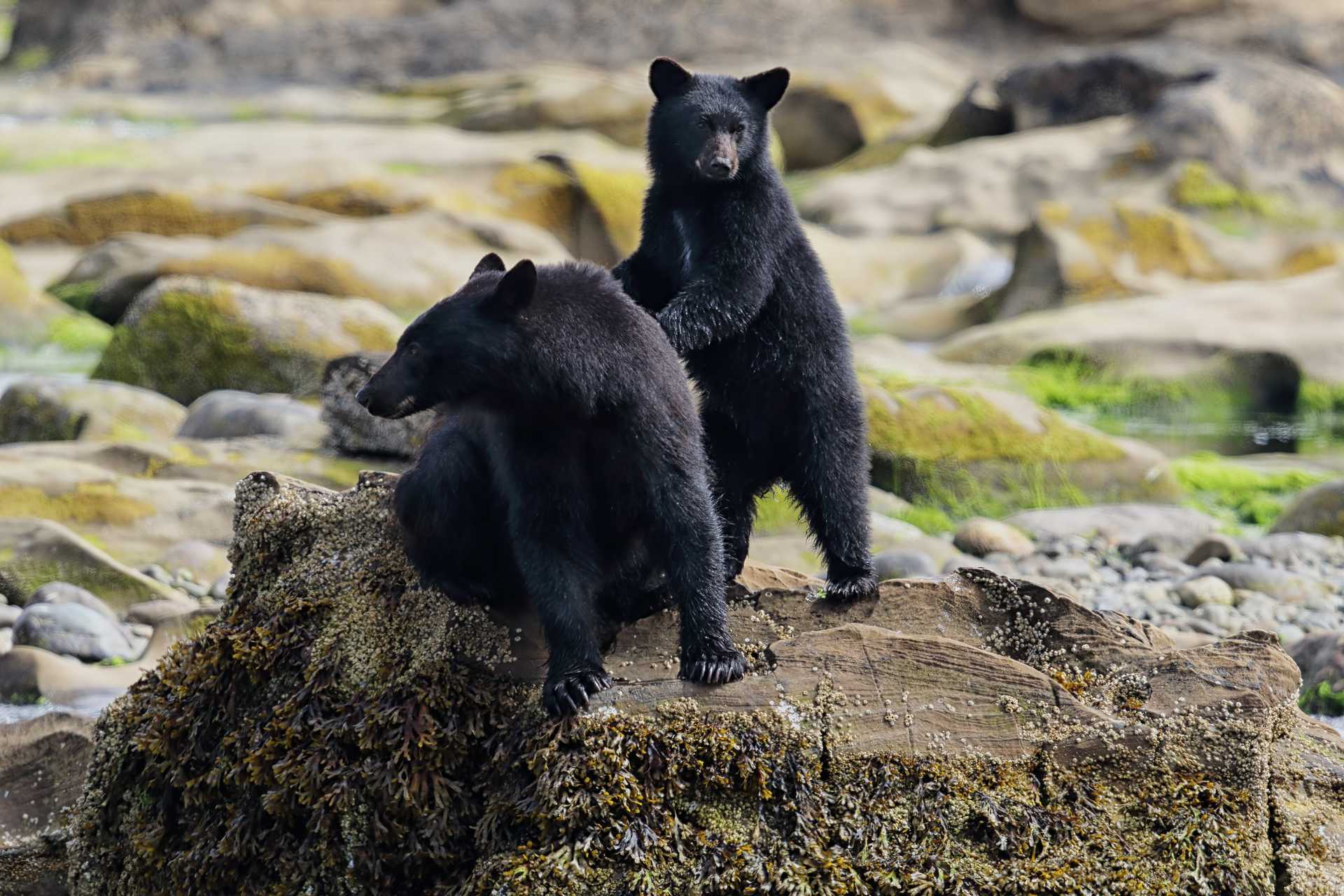 Best of West Canada: Rocky Mountains to Vancouver Island in 2 Weeks