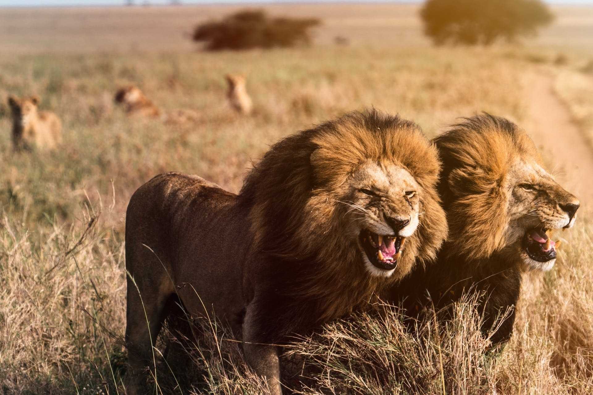 9 Days in Tanzania: Tarangire, Ngorongoro and Serengeti 